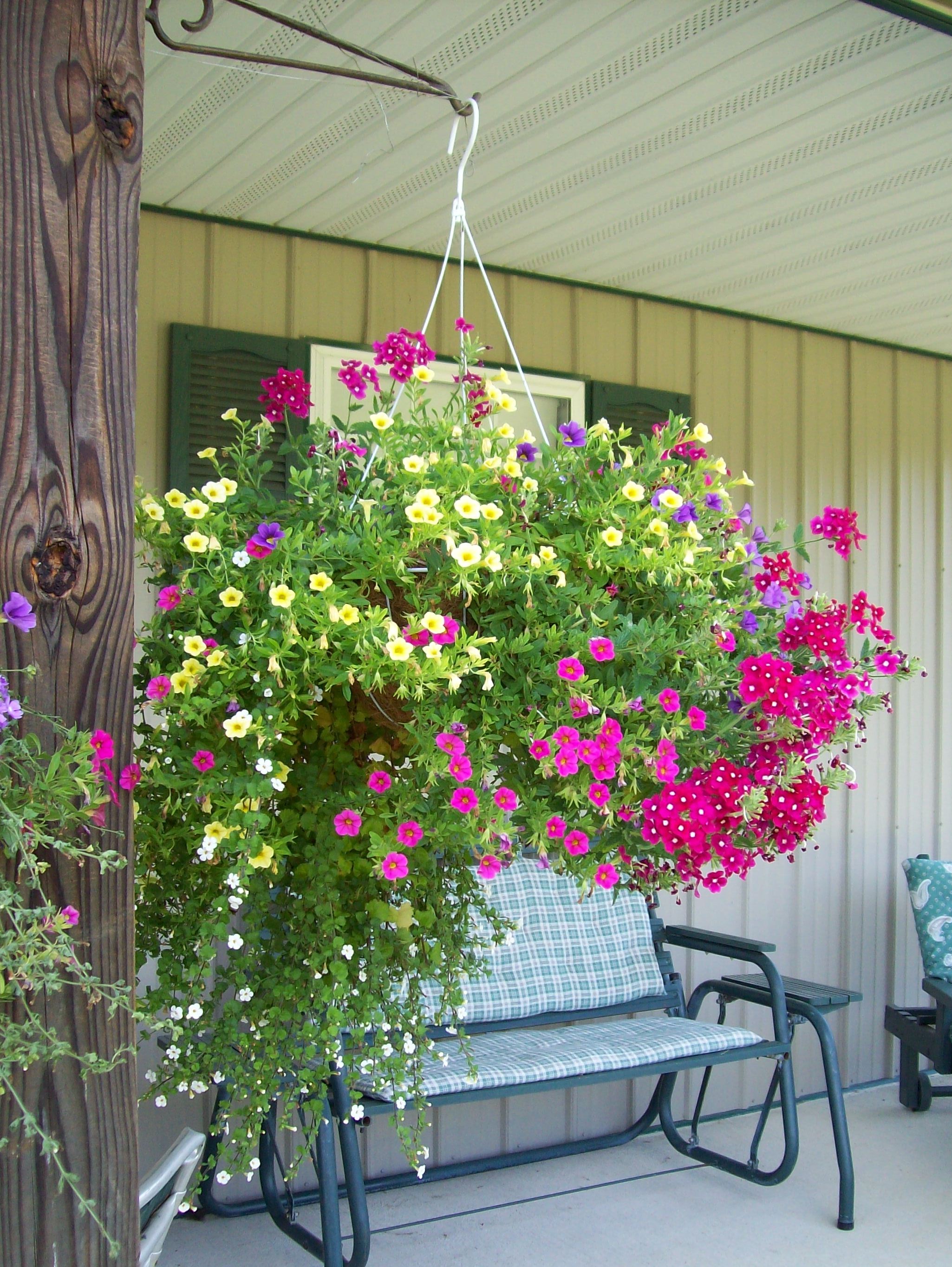 Mixed annual hanging basket